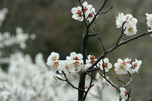 IMG_3815