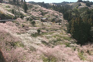 IMG_3901b