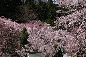 IMG_0357