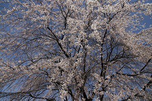 IMG_0410