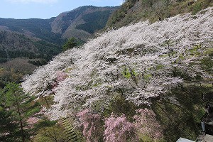 IMG_3775