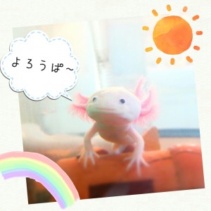 camerancollage2015_09_27_105457