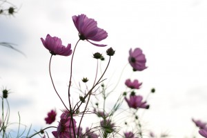002_img_20161018_162700b