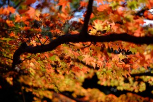 img_2488