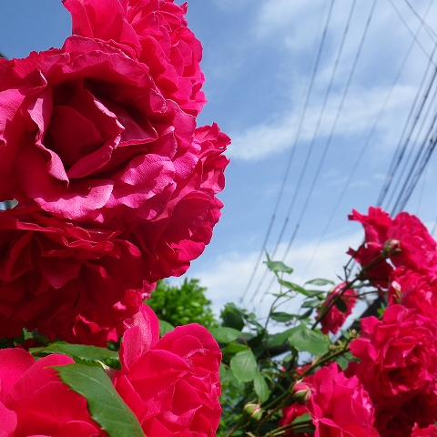 IMGP0916s-.jpg