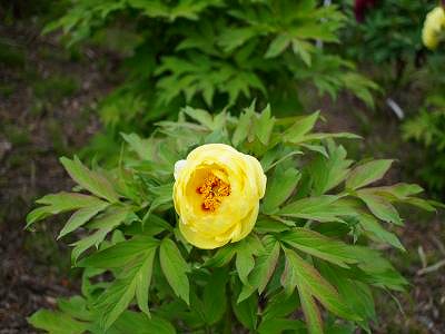 ぼたんの花