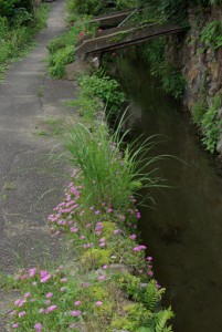 道端には地名を連想する小川がたくさん流れてます