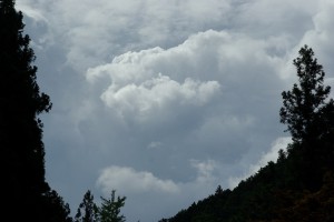 ﾗｲｵﾝ？