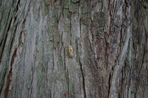 夏の抜け殻