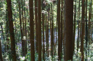 渓谷から見下ろす槻川