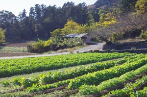 里山3