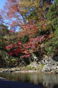 嵐山渓谷と槻川紅葉3