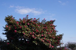 季節の花さざんか