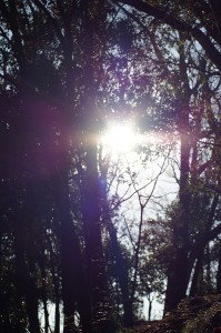 SONY DSC