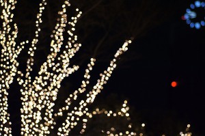 SONY DSC