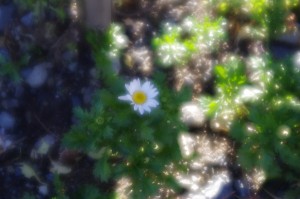 野菊