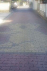 コアラ