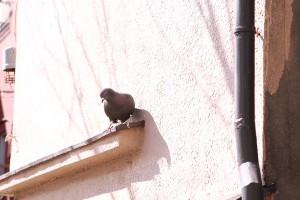 ハト狭し