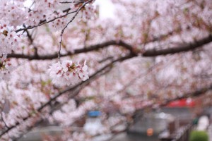 桜