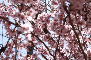 清澄白川・桜