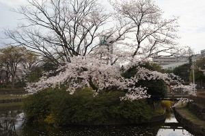 SONY DSC