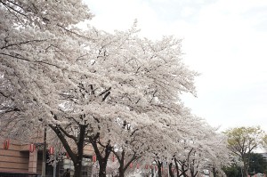 SONY DSC