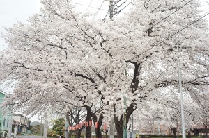 SONY DSC