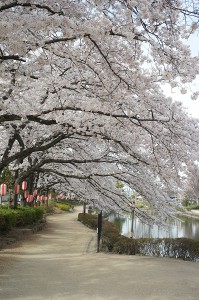 SONY DSC