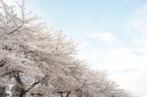 SONY DSC