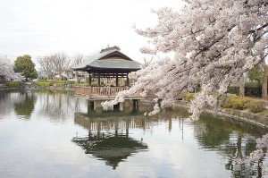 SONY DSC