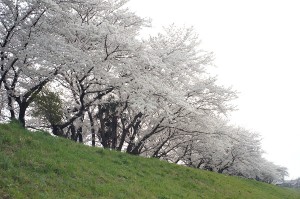 SONY DSC