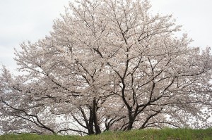 SONY DSC