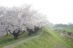 SONY DSC