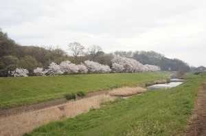 SONY DSC