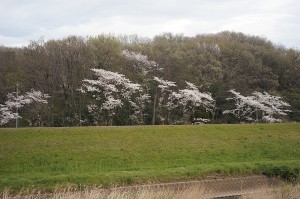 SONY DSC