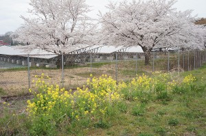 SONY DSC