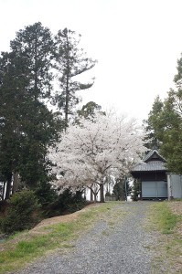 SONY DSC