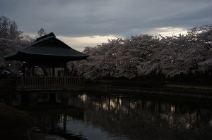 SONY DSC