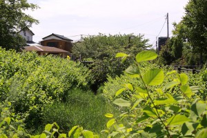 見沼通船堀・１