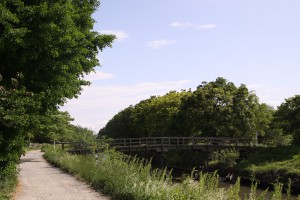 芝川・桜橋