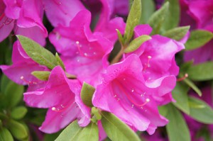 SONY DSC