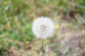ｆ2.8