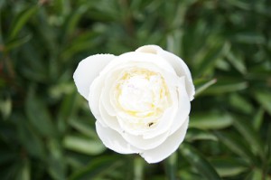 SONY DSC