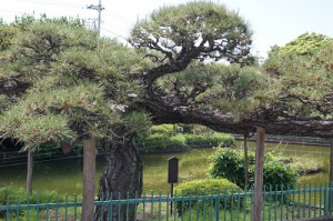 SONY DSC