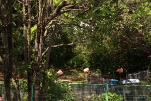 大崎公園・動物