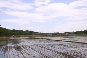 見沼田んぼ・全景