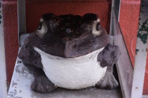 大きいカエル