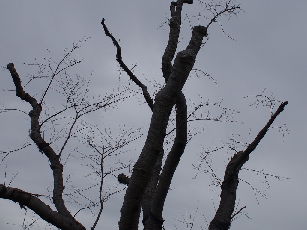ｆ3.5　1/2500　ISO 100