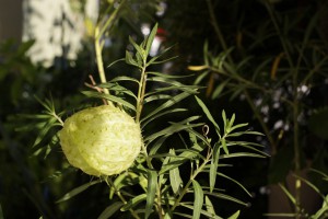 何て植物？