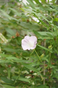 SONY DSC